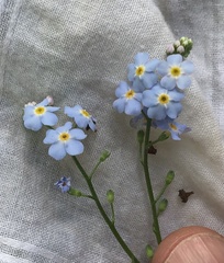 Myosotis scorpioides