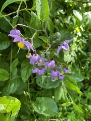 Solanum dulcamaroides