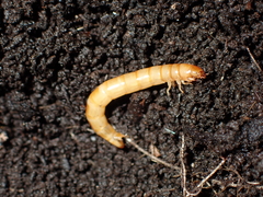 Tenebrionoidea
