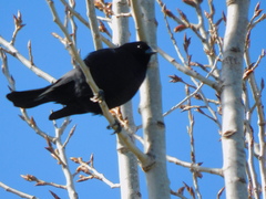 Molothrus rufoaxillaris