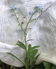Myosotis scorpioides