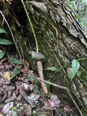 Anthurium schlechtendalii