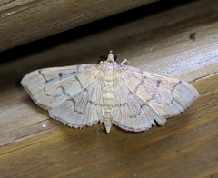 Herpetogramma theseusalis