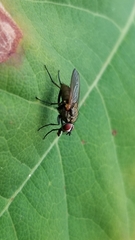 Muscoidea