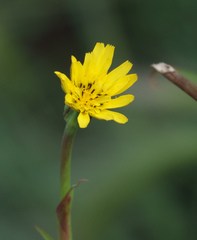Tragopogon pratensis