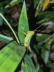 Hieroglyphus tonkinensis