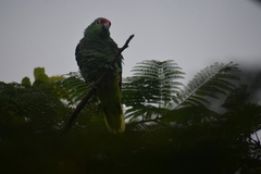 Amazona autumnalis