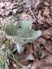 Russula virescens