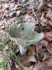 Russula virescens