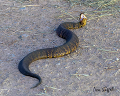 Agkistrodon piscivorus