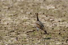 Bartramia longicauda