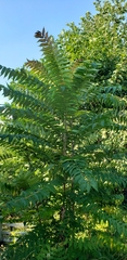 Ailanthus altissima