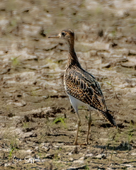 Bartramia longicauda