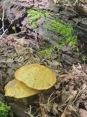 Suillus americanus