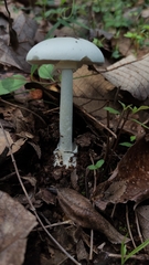 Phalloideae