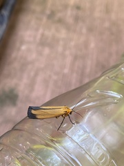 Anthurium schlechtendalii