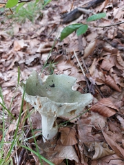 Russula virescens