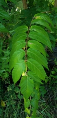Ailanthus altissima