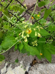 Gronovia scandens