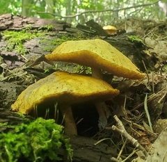 Suillus americanus