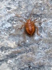 Edessa rufomarginata