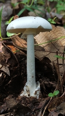 Phalloideae