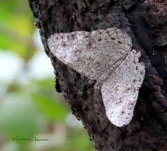 Hamadryas glauconome grisea