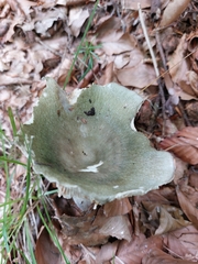 Russula virescens