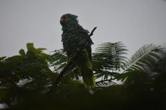 Amazona autumnalis