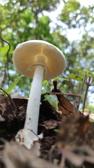 Phalloideae
