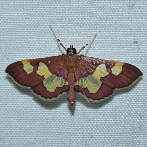 Distinguished Colomychus photo 3