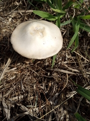 Agaricus campestris