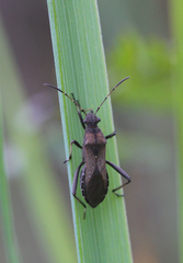 Alydus calcaratus