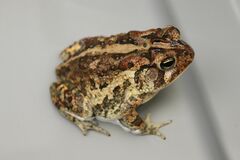 Anaxyrus terrestris