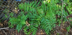 Ailanthus altissima