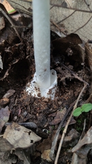 Phalloideae