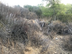 Dudleya pulverulenta