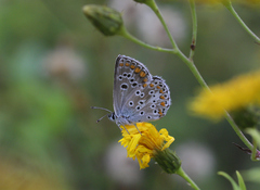 Aricia artaxerxes