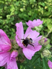 Bombus lucorum