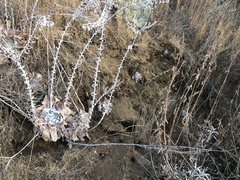 Dudleya pulverulenta