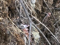 Dudleya pulverulenta