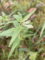 Melampyrum lineare