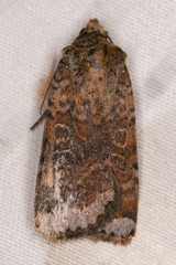 Abagrotis scopeops