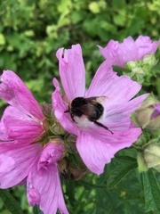 Bombus lucorum