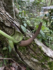 Anthurium schlechtendalii