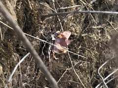 Dudleya pulverulenta