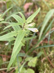 Melampyrum lineare