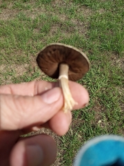 Agaricus campestris