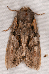 Lacanobia subjuncta