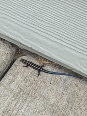 Plestiodon fasciatus